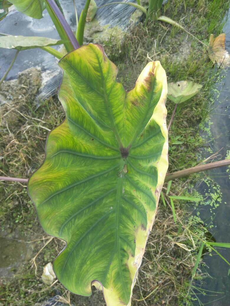 各位专家,如图所示这是香芋的什么病?需用什么农药防治?